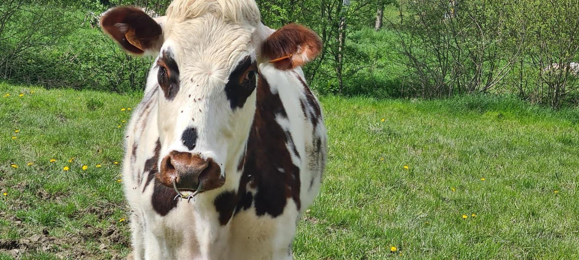 Roulotte A La Ferme Buissonniere Villa La Lande-de-Louge Dış mekan fotoğraf